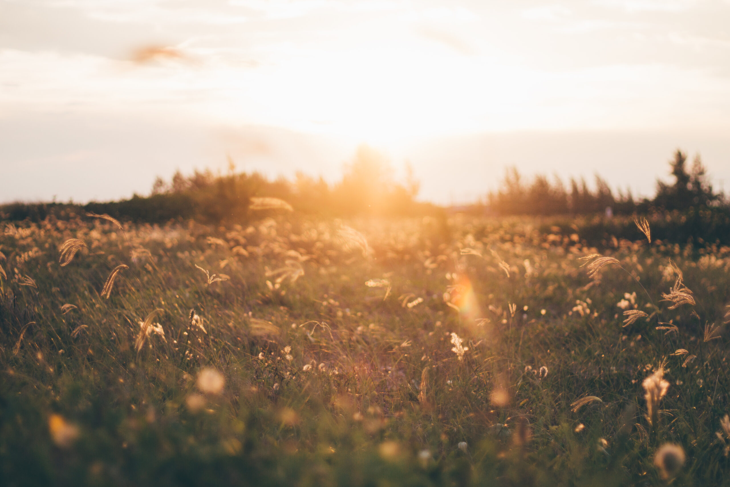 Photograph depicting a sunlit meadow